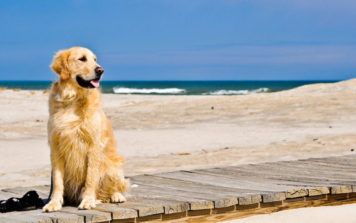 Unica Beach Giulianova Spiaggia per Cani Giulianova