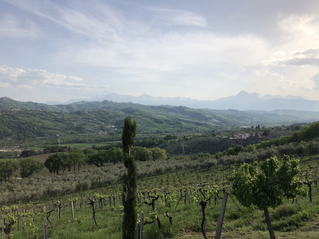 Vigneto Abruzzo Vino Wine Montepulciano Trebbiano Pecorino Enogastronomia Natura Nature